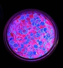  "EDC FANTASEA" *UV/BlackLight* Festival FunFetti